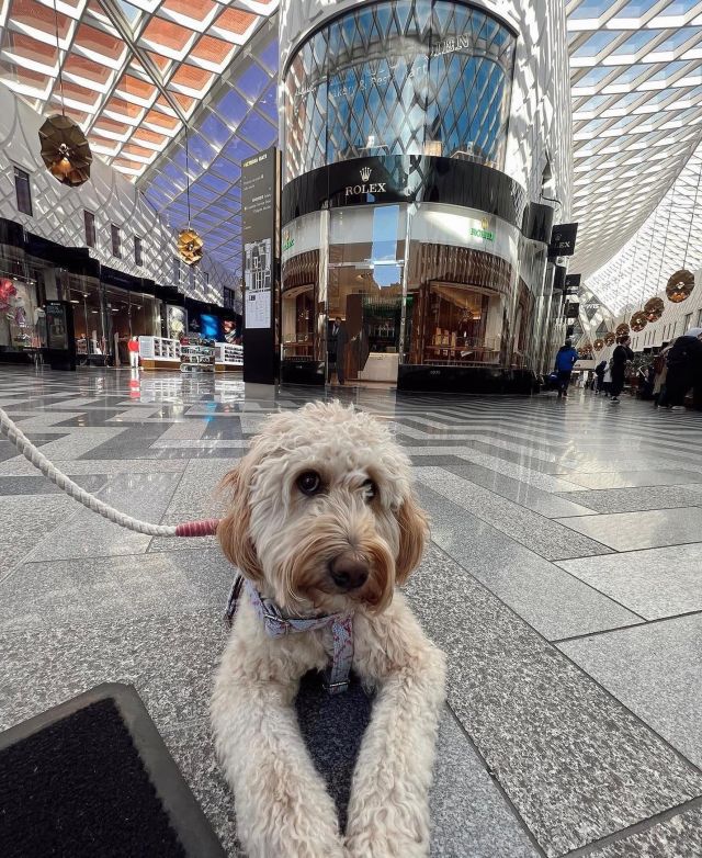 Shopping trips are best spent with your pooch ✨ 

📸 @emshelx gorgeous pooch Maple